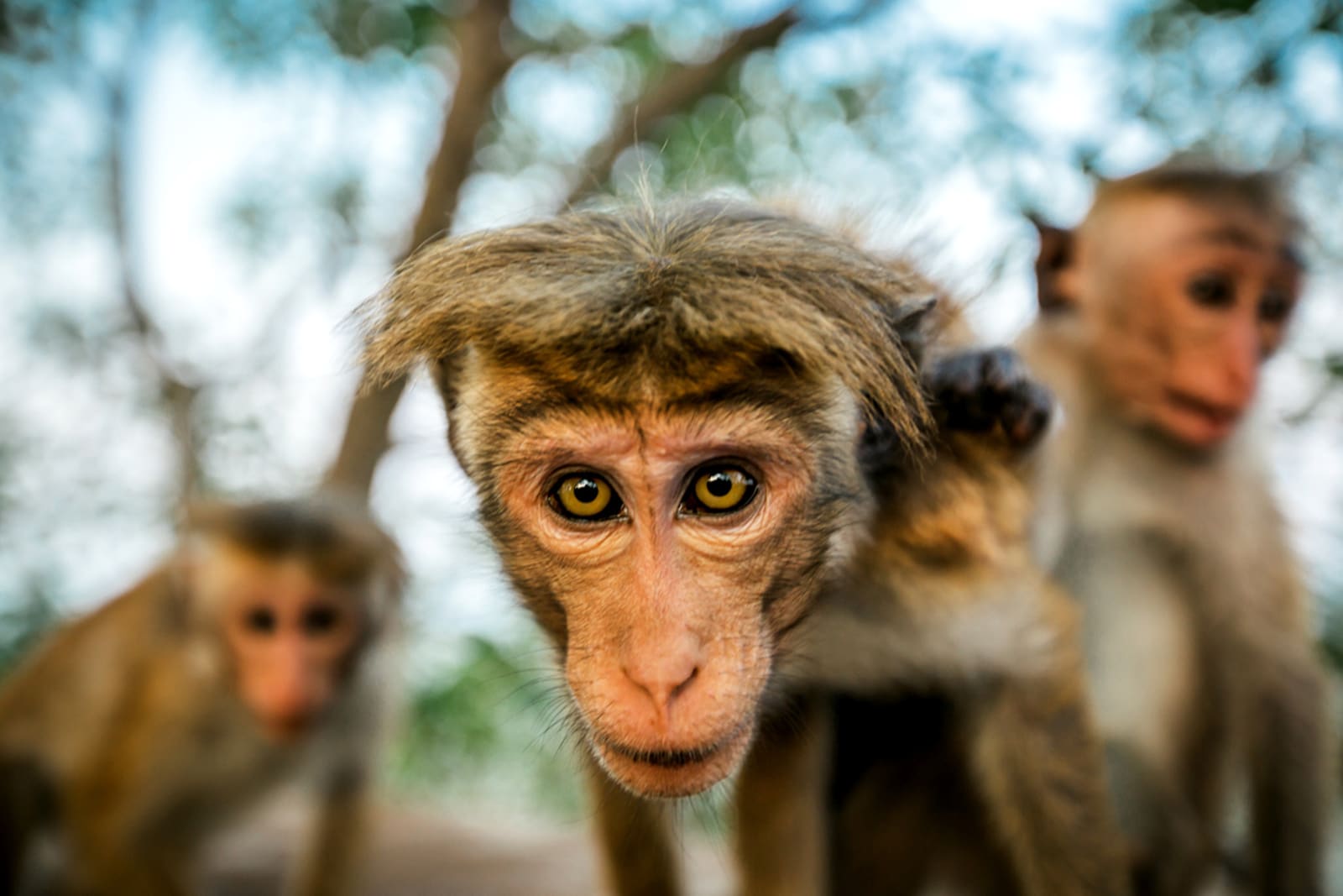 Monkeys at Lion Rock Fortress in Sri Lanka