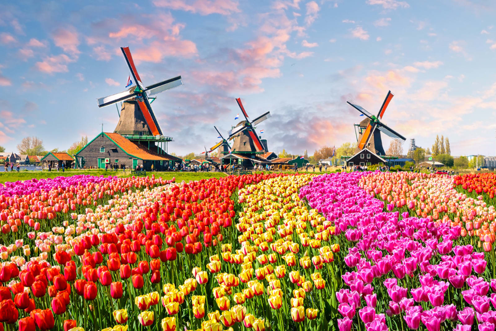 A tulip field in Zaanse Schans, Netherlands