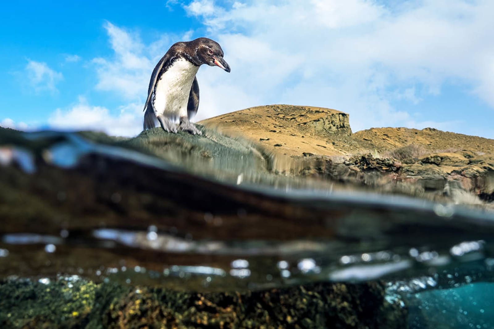A penguin in Galápagos National Park, Ecuador