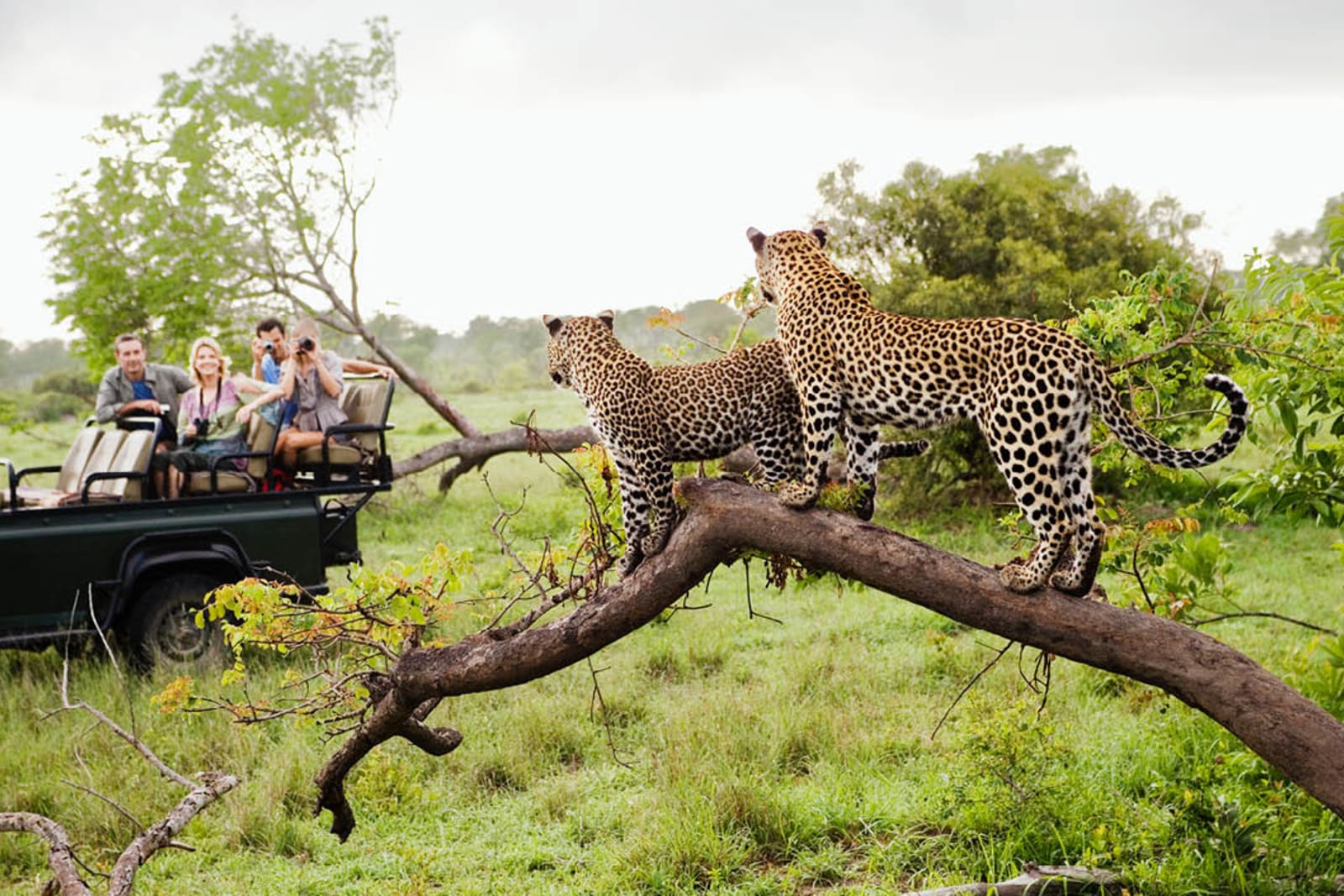A group of people viewing leopards while on a safari in Kruger National Park, South Africa
