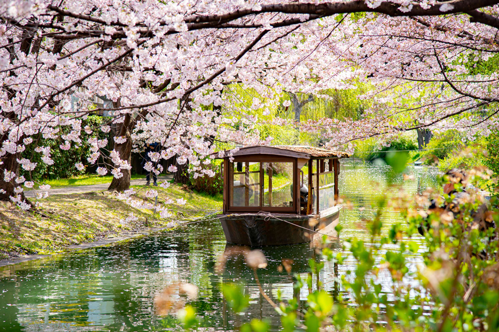 Wooden sightseeing boat surrounded by cherry blossoms in Kyoto, Japan