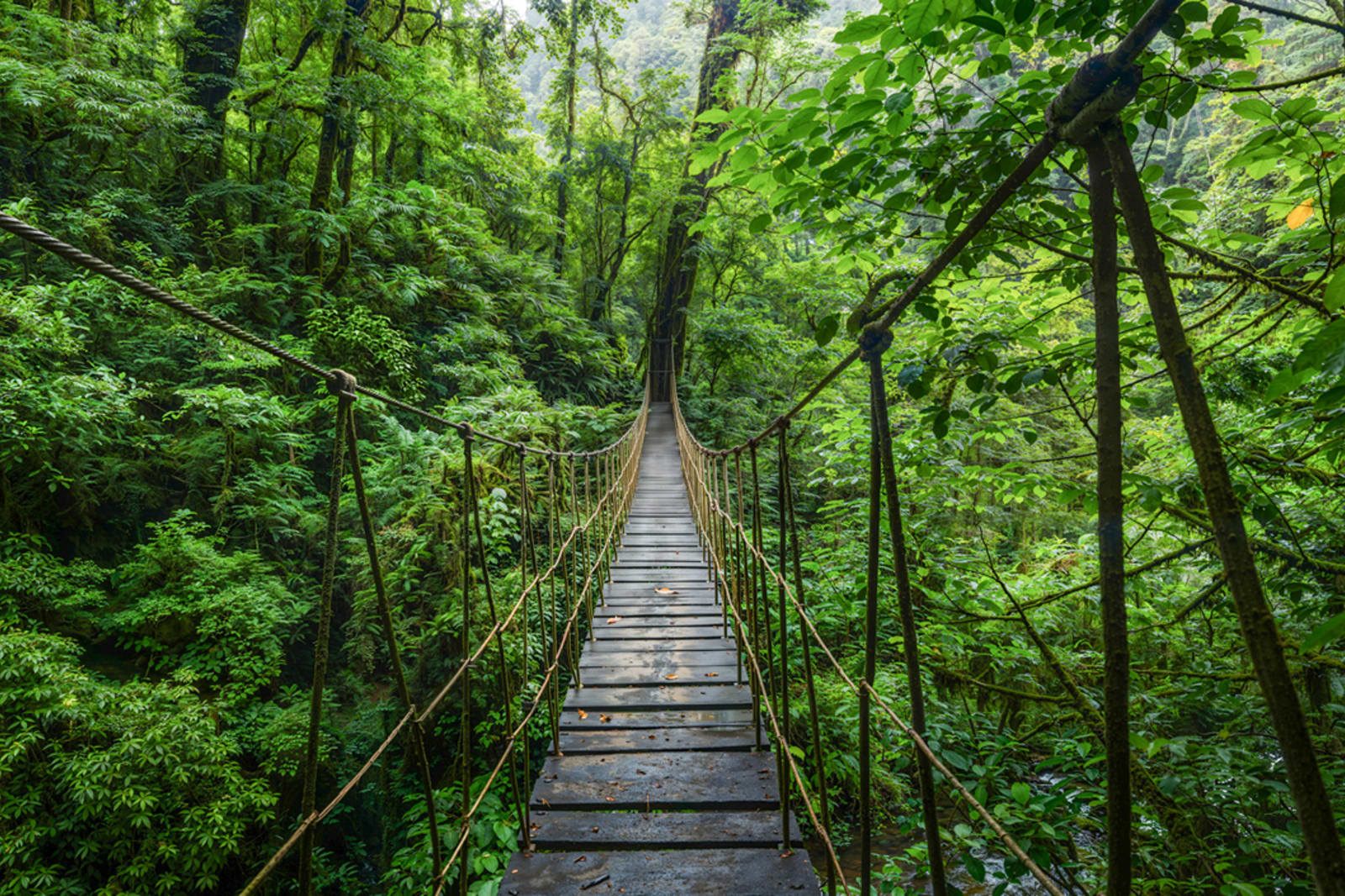 Lush jungle in Costa Rica
