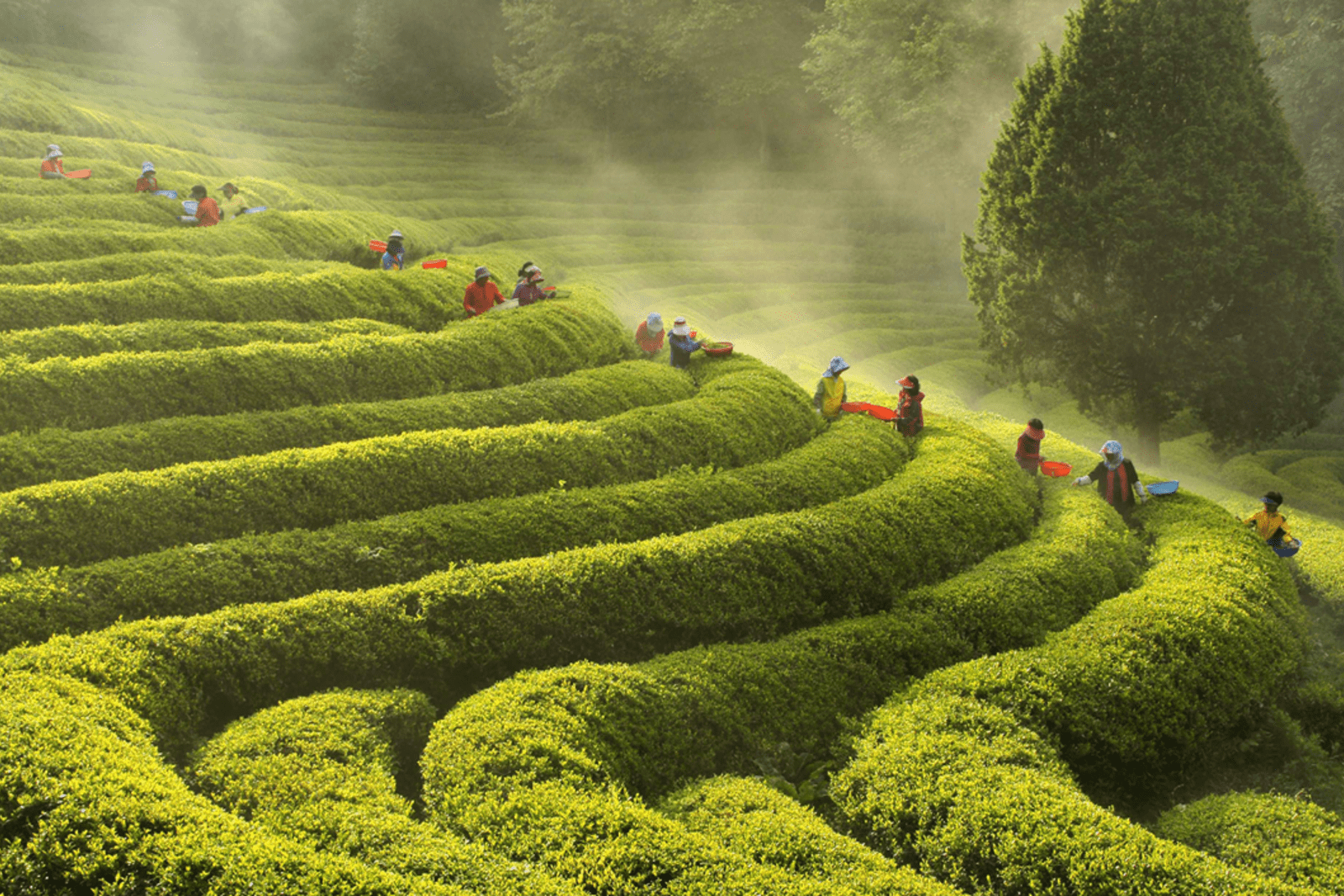 Daehan Dawan Tea Plantation, Jeollanam-do