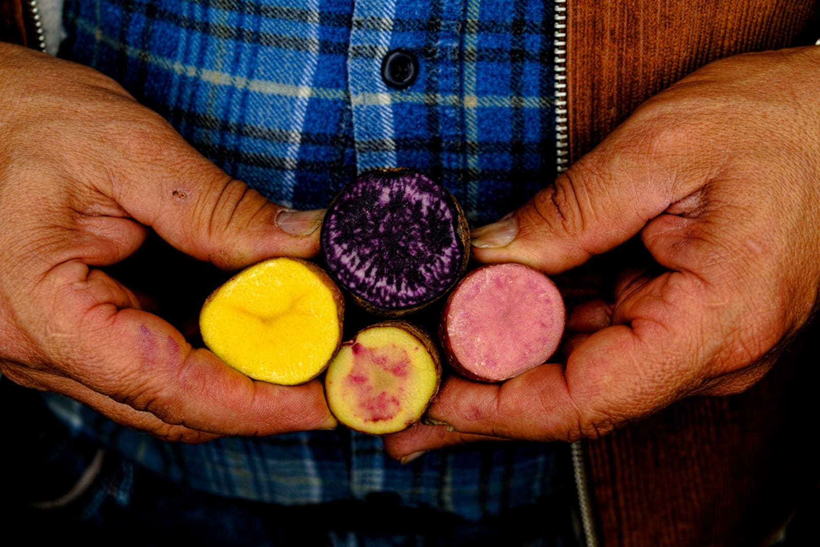 Potato varieties