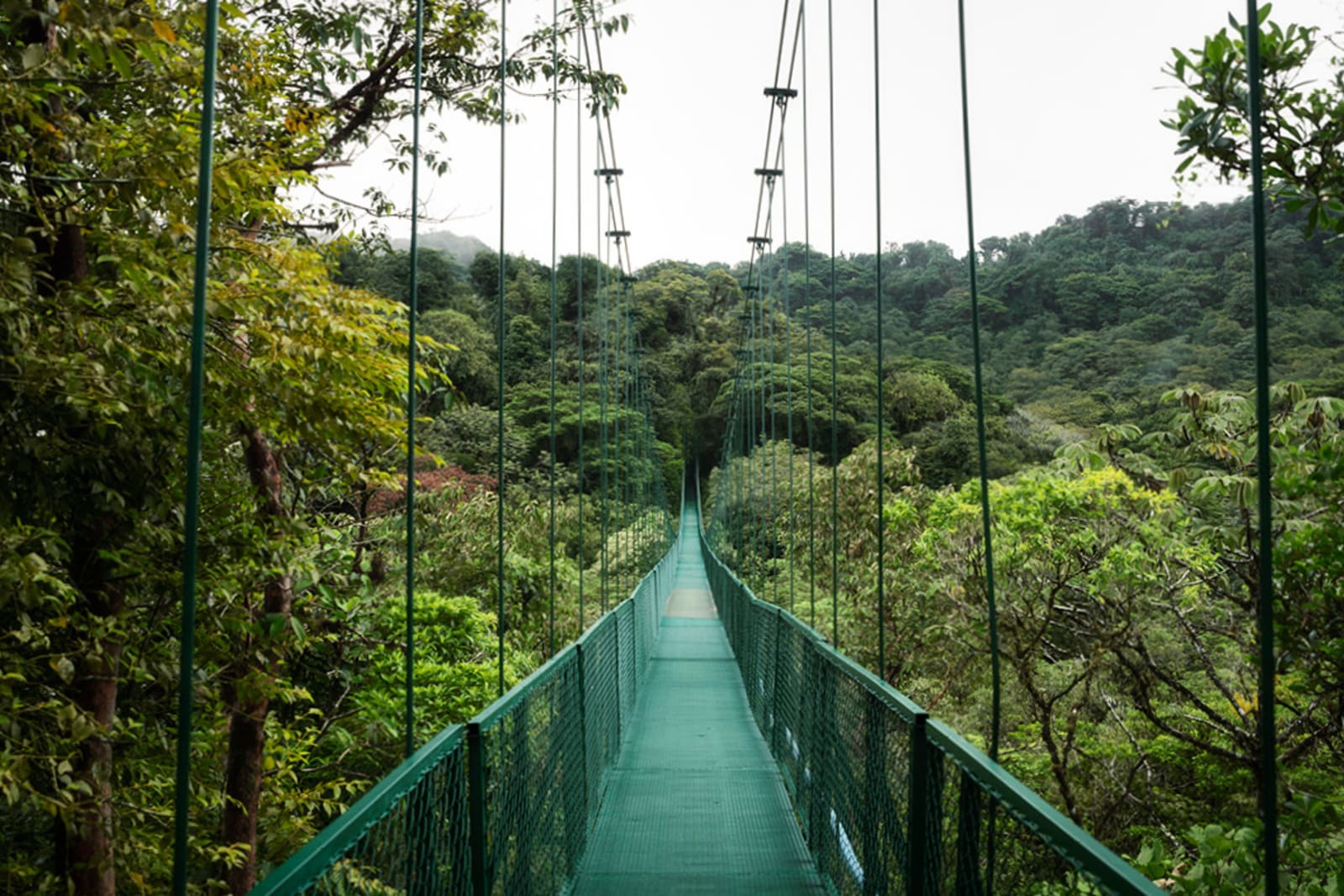Bridge in the Monteverde Cloud Forest in Costa Rica