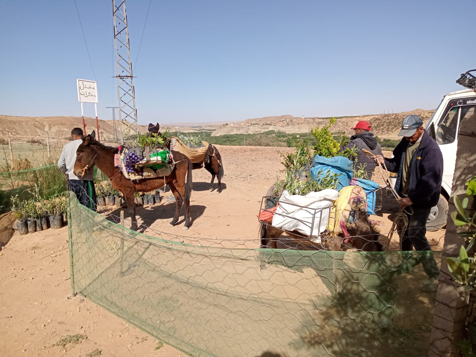 Farmers transporting trees using animals