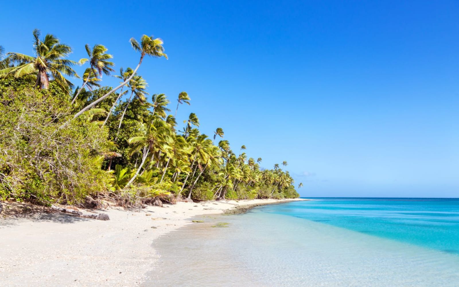 A clean white sandy beach with blue water fringed with palm trees in Fiji