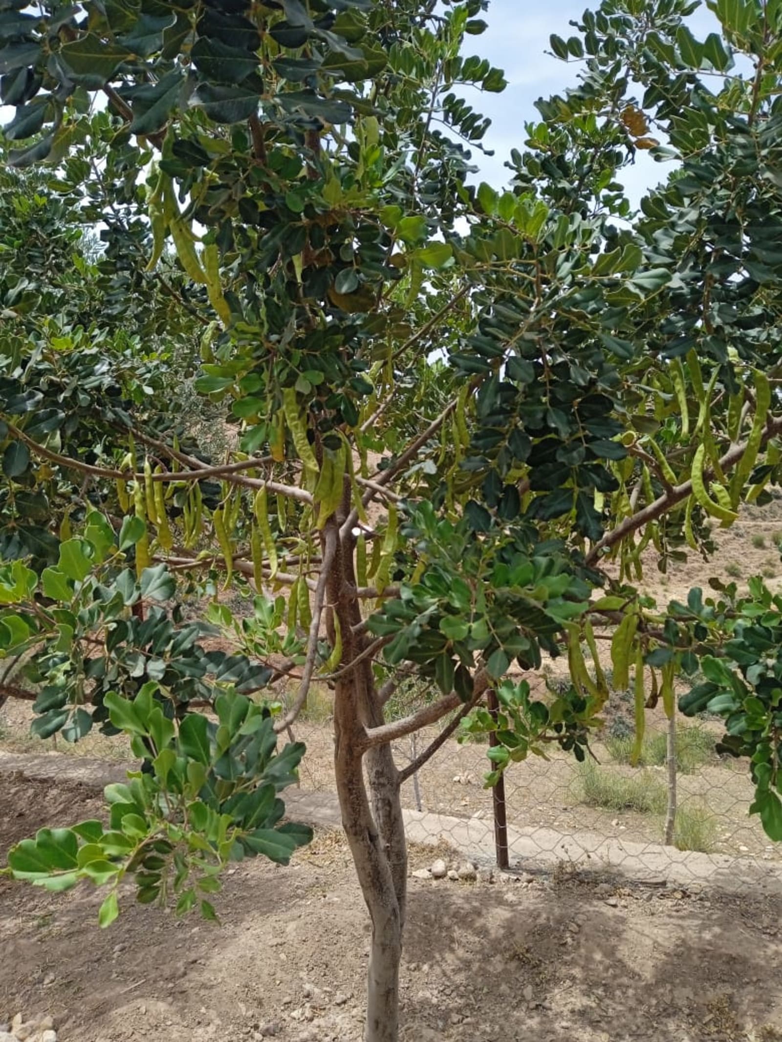 5 year old Carob tree