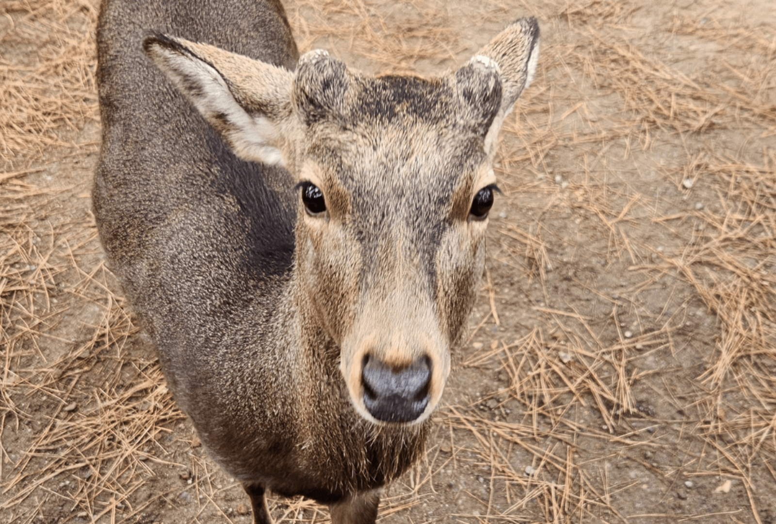 A deer in Japan poses for a photo