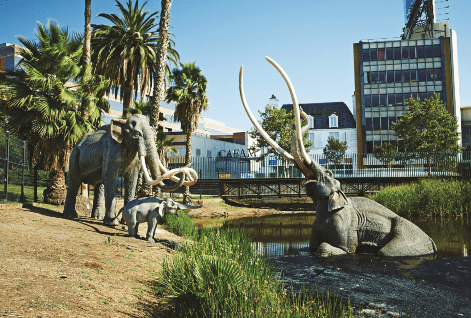 The LaBrea Tar Pits