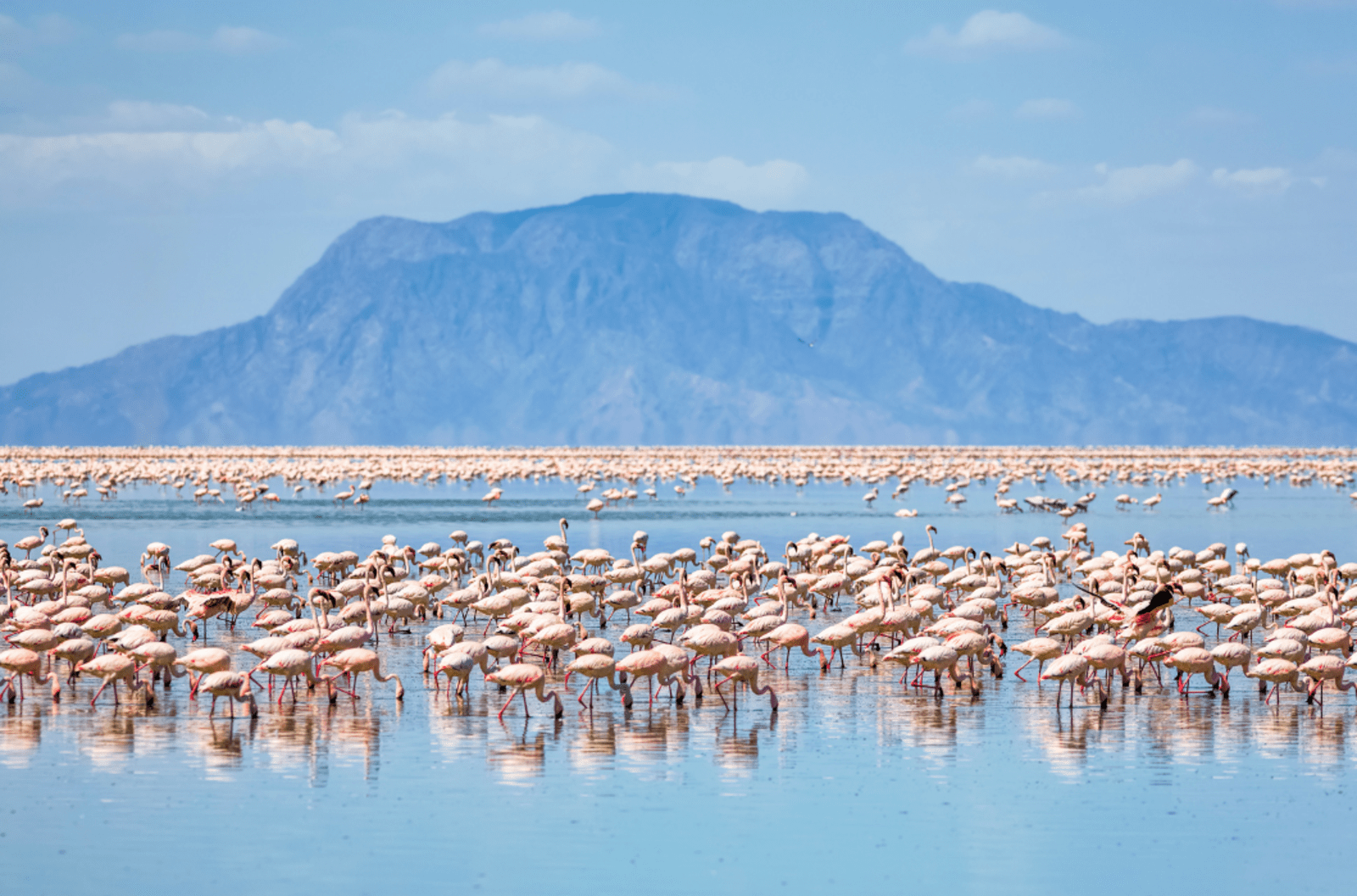flamingos gathered on Lake Natron, Tanzania.