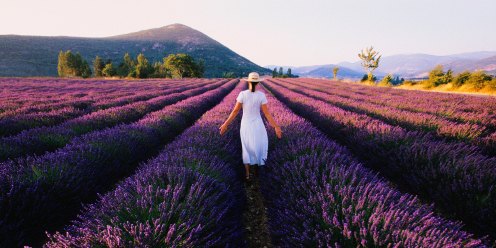 A lady wearing white walking through a lavender field in France