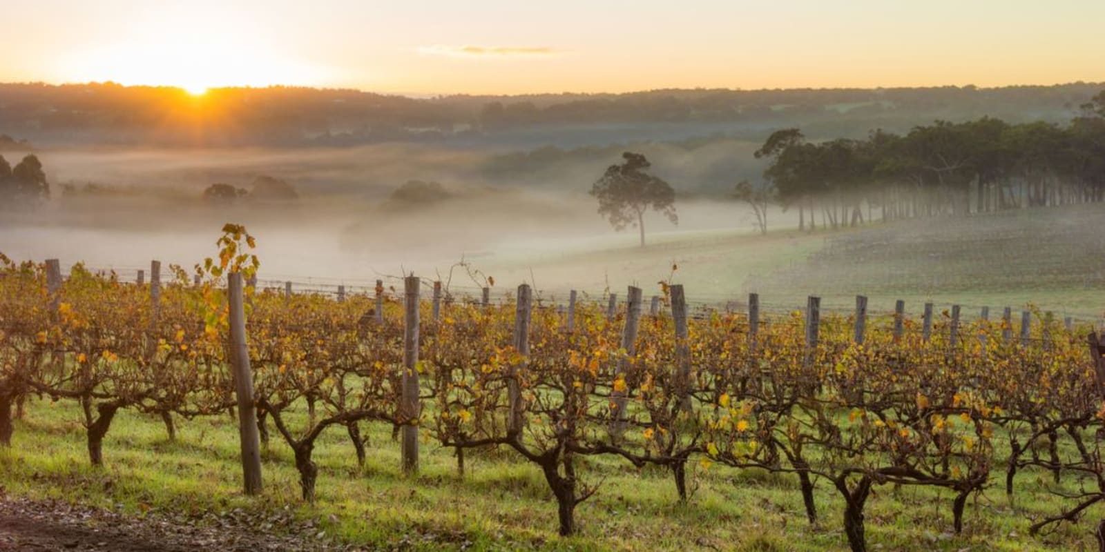 The sun rising over a wine vineyard.