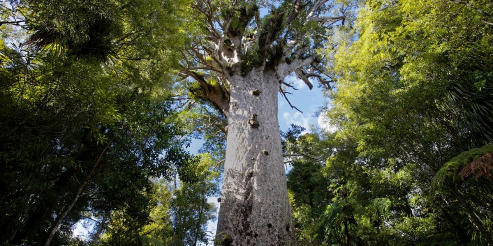 Waipoua Forest in New Zealand