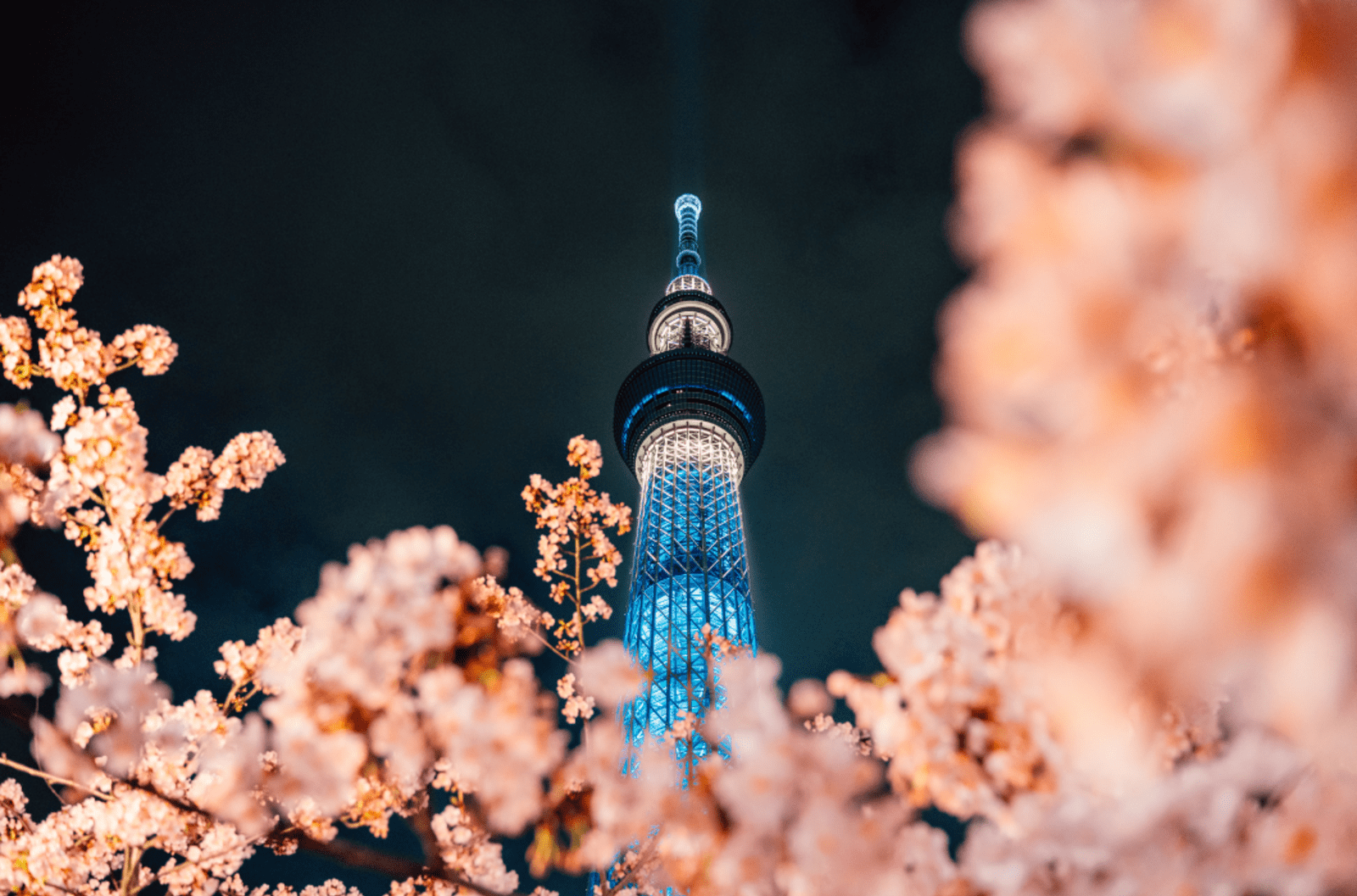 Tower at night lit up with blue light surrounded by cherry blossoms