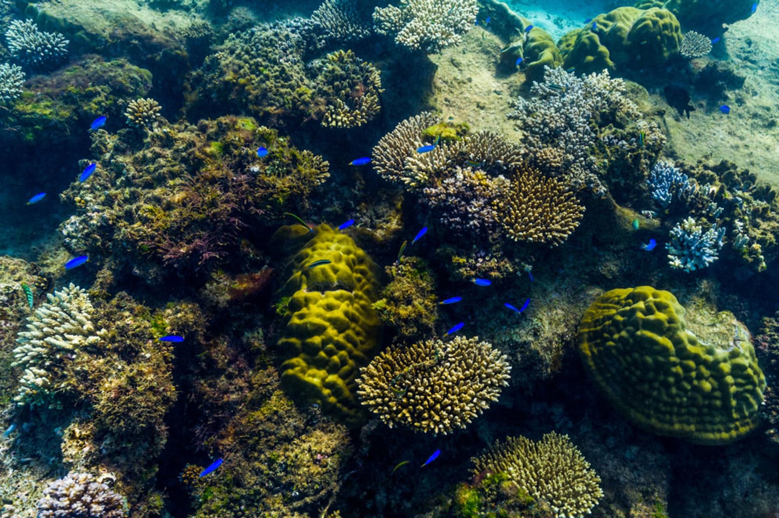 A shoal of blue reef fish swimming over a coral garden on a reef