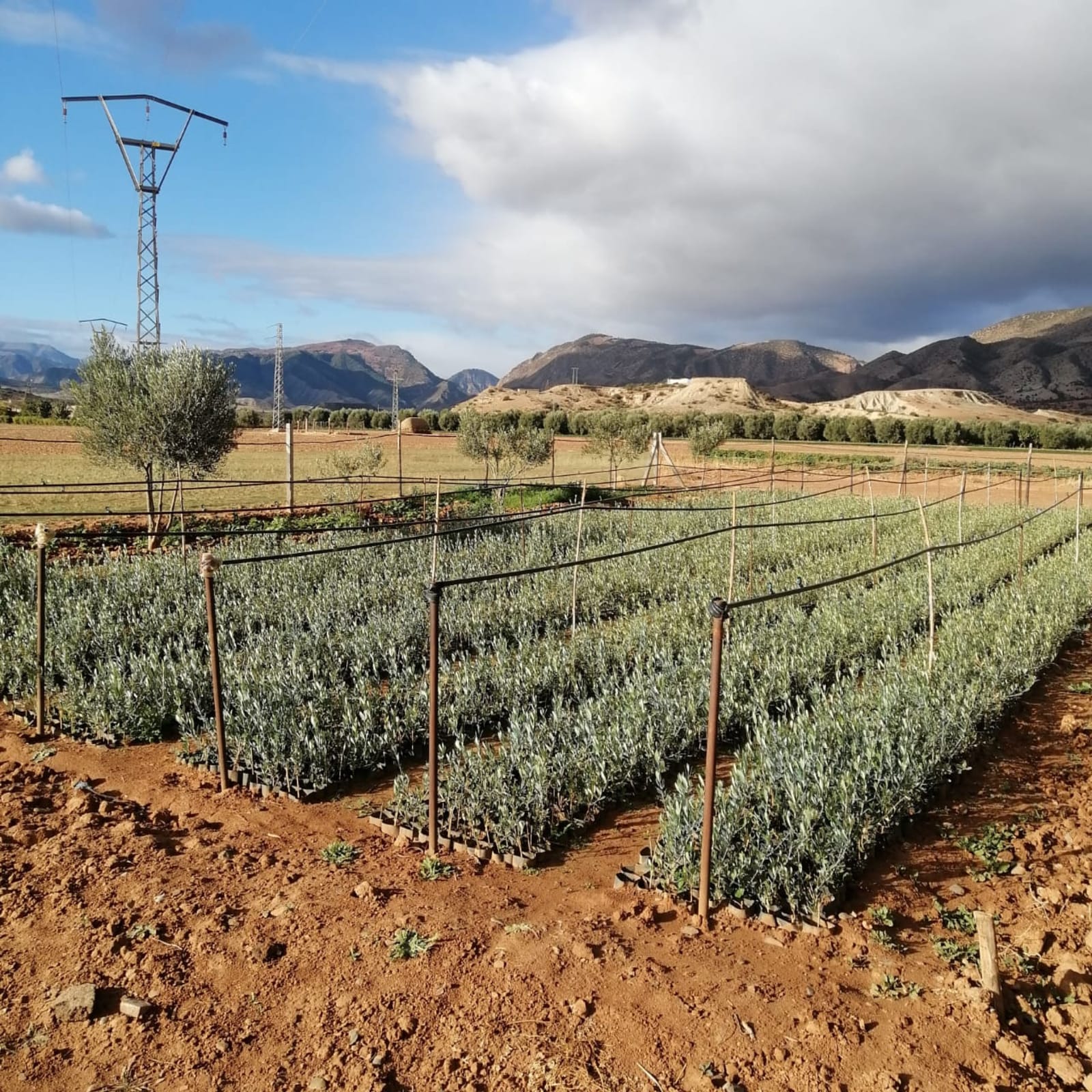 Field of crops