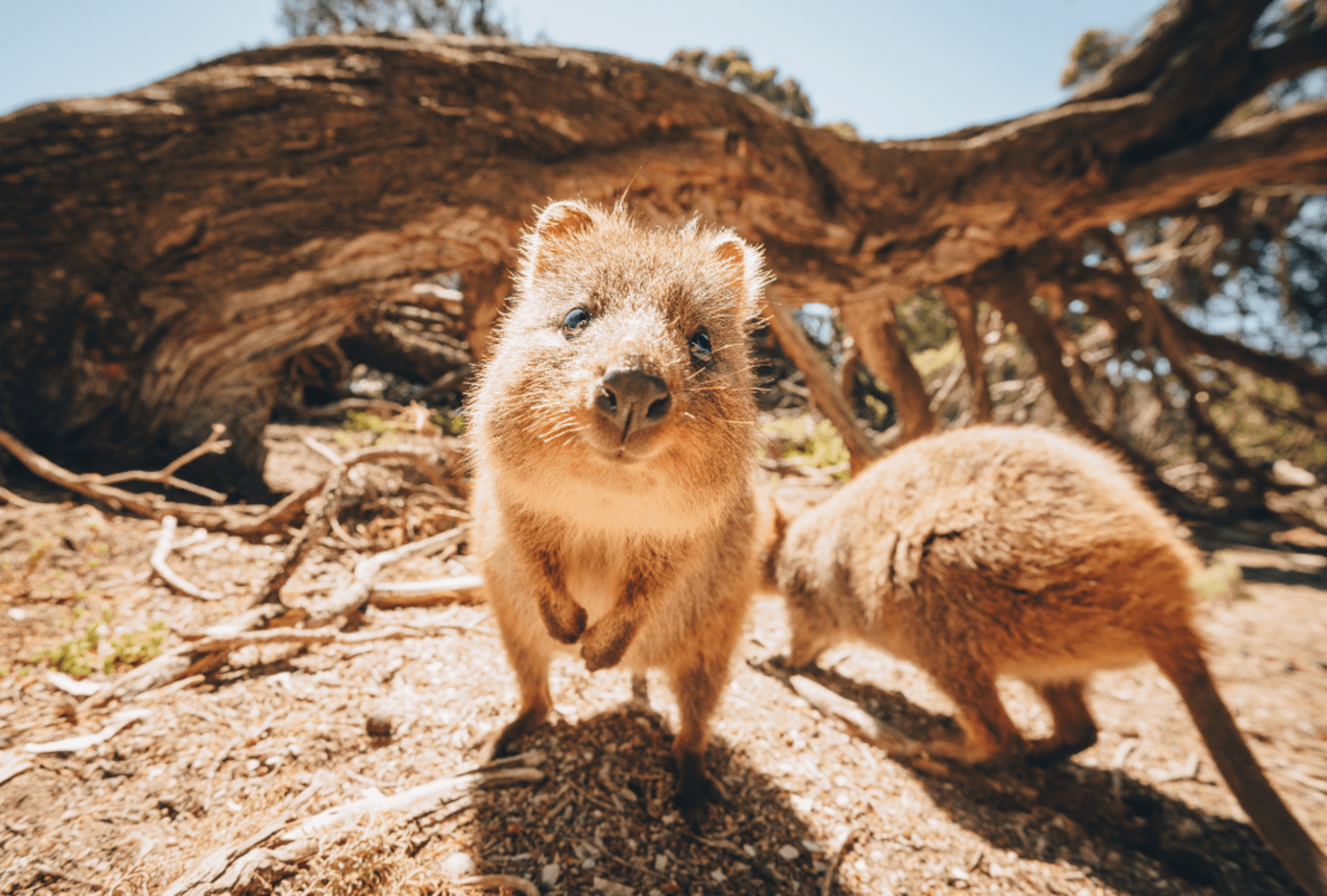 Quokkas on Rottnest Island