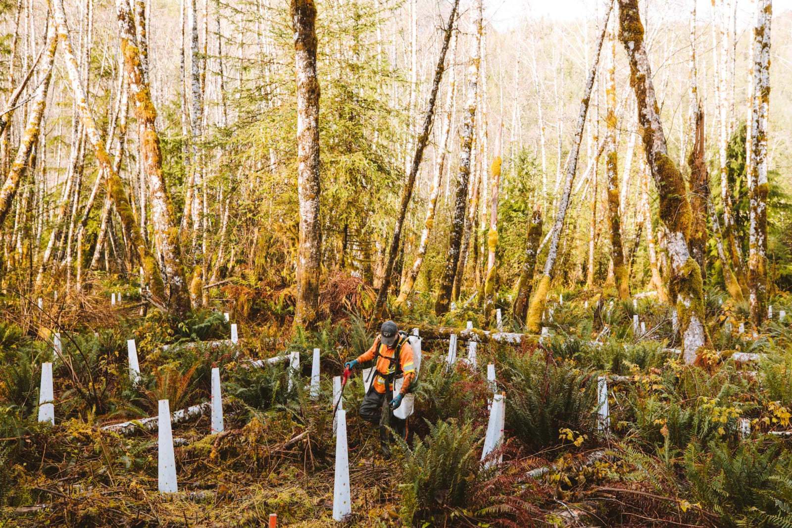 Man in high-vis gear in a forest planting trees