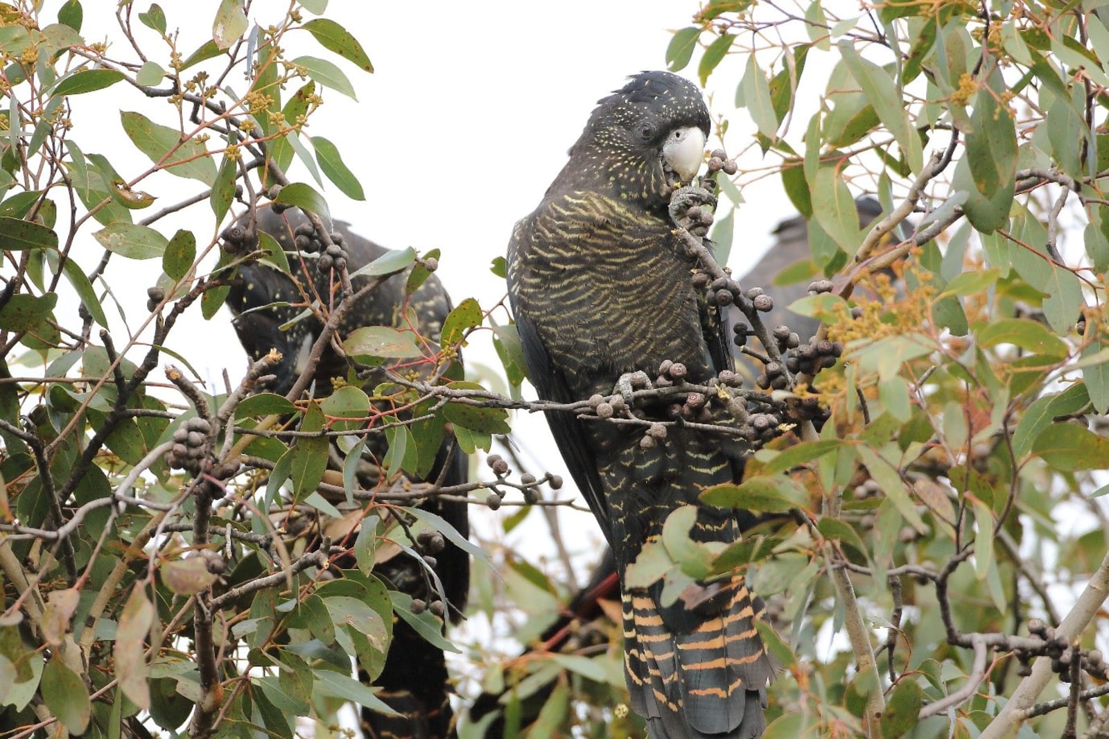 Female red-tailed black cockatoos in a tree