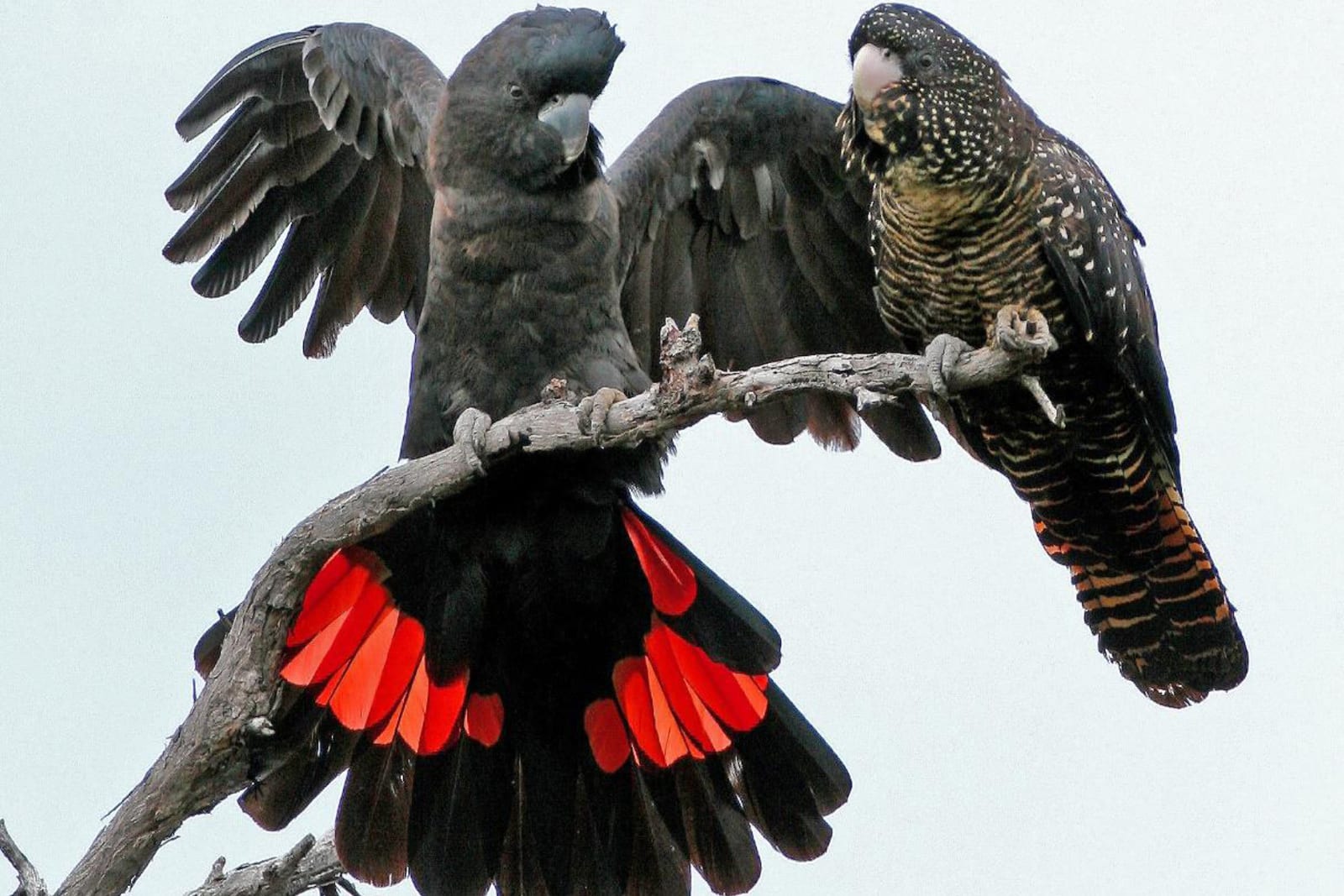 Pair of red tailed black Cockatoos