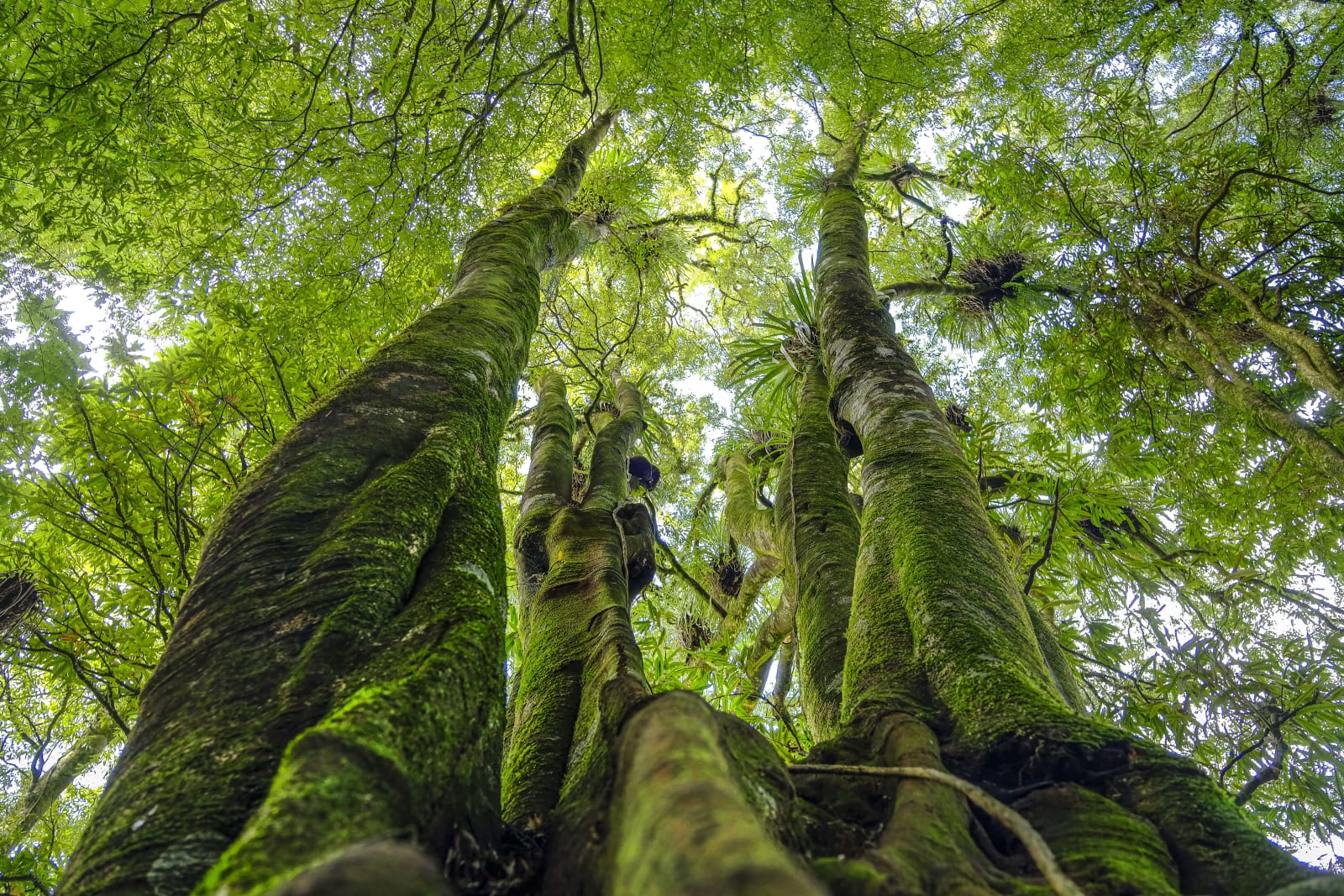 Ground view of tall, mossy trees