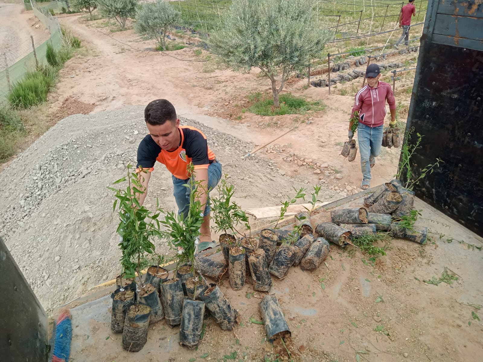 Farmers transplanting seedlings into the back of a truck