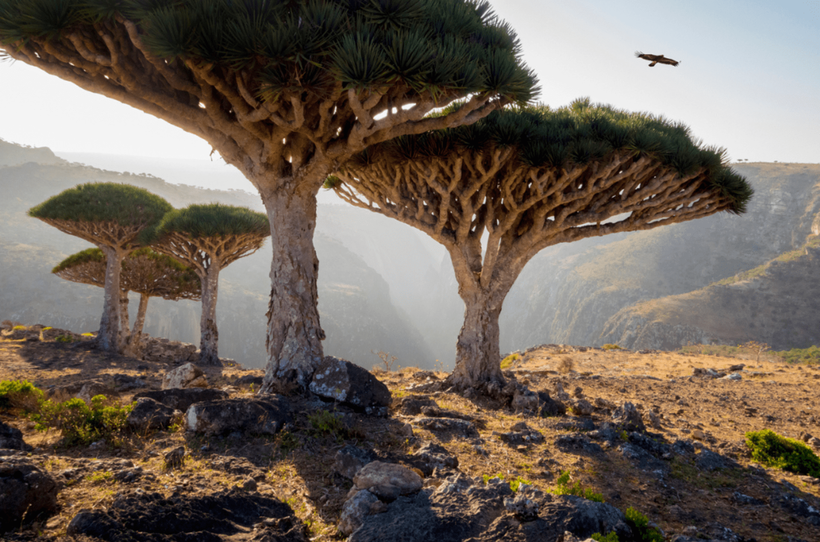 Distinct dragon blood trees in Socotra, Yemen.