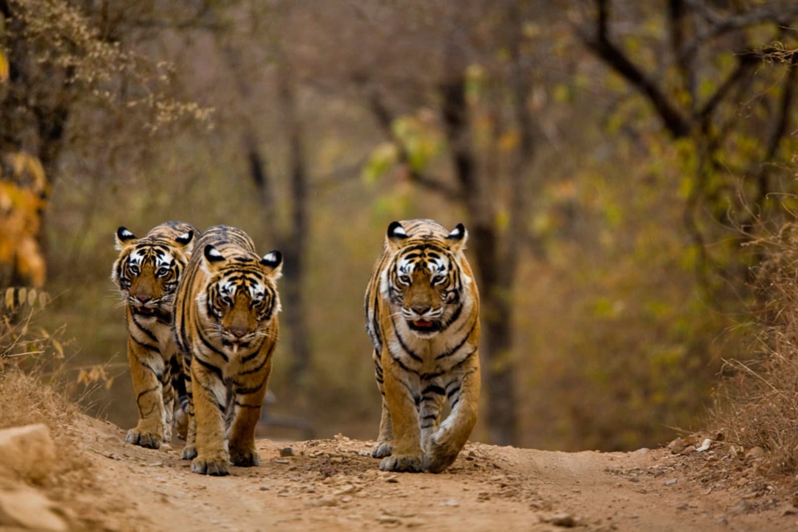 Tigers-in-Rajasthan
