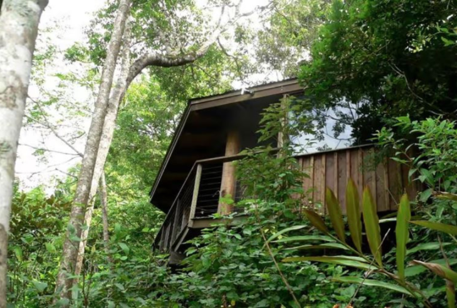 A treehouse amongst the rainforest foliage.
