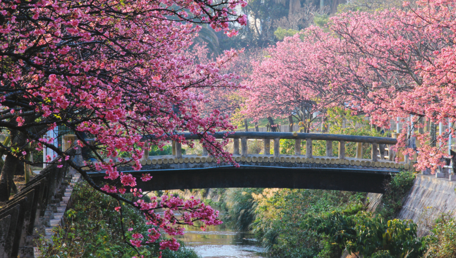 cherry blossoms trees surrounding a bridge over a small river