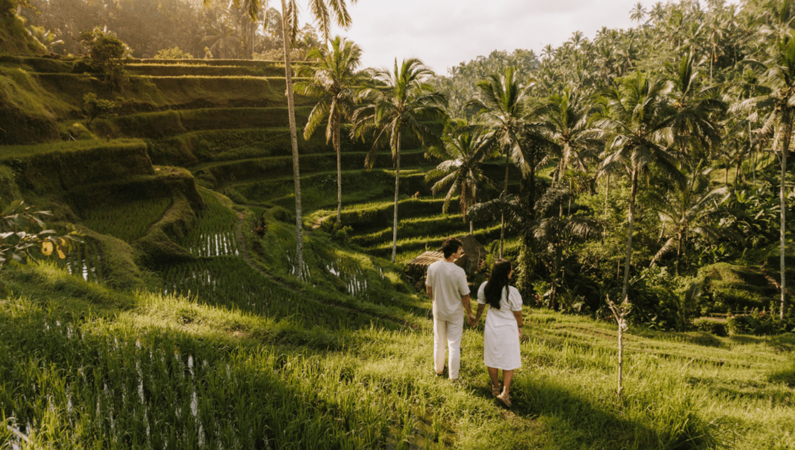 Couple holding hands and wearing white while standing in rice field