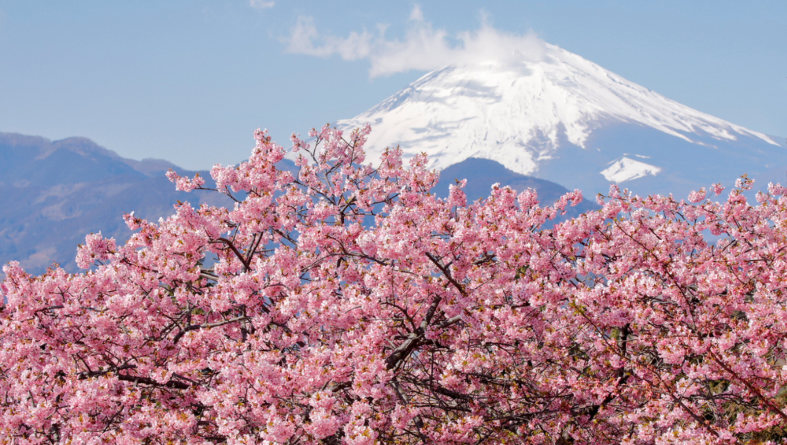bright pink cherry blossoms in front of mountain covered in snow