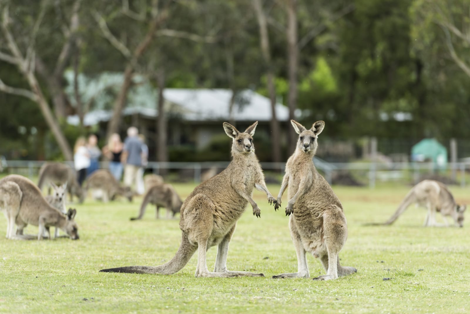 Kangaroos at Grampians National Park