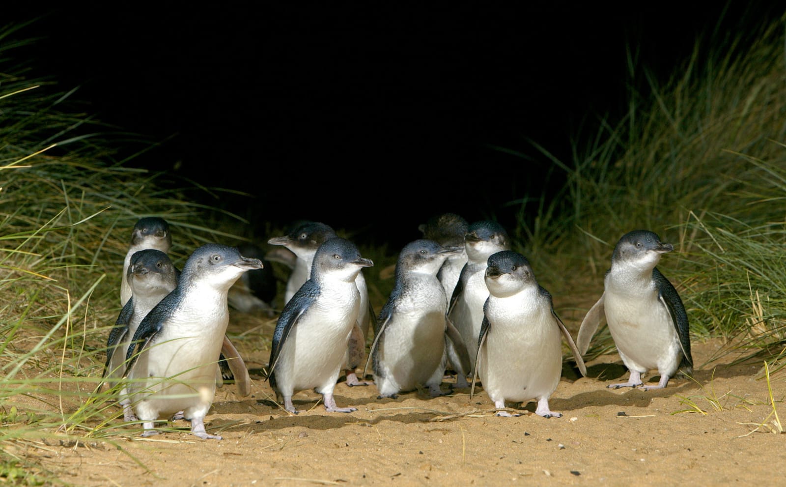 Penguins at Phillip Island Nature Parks