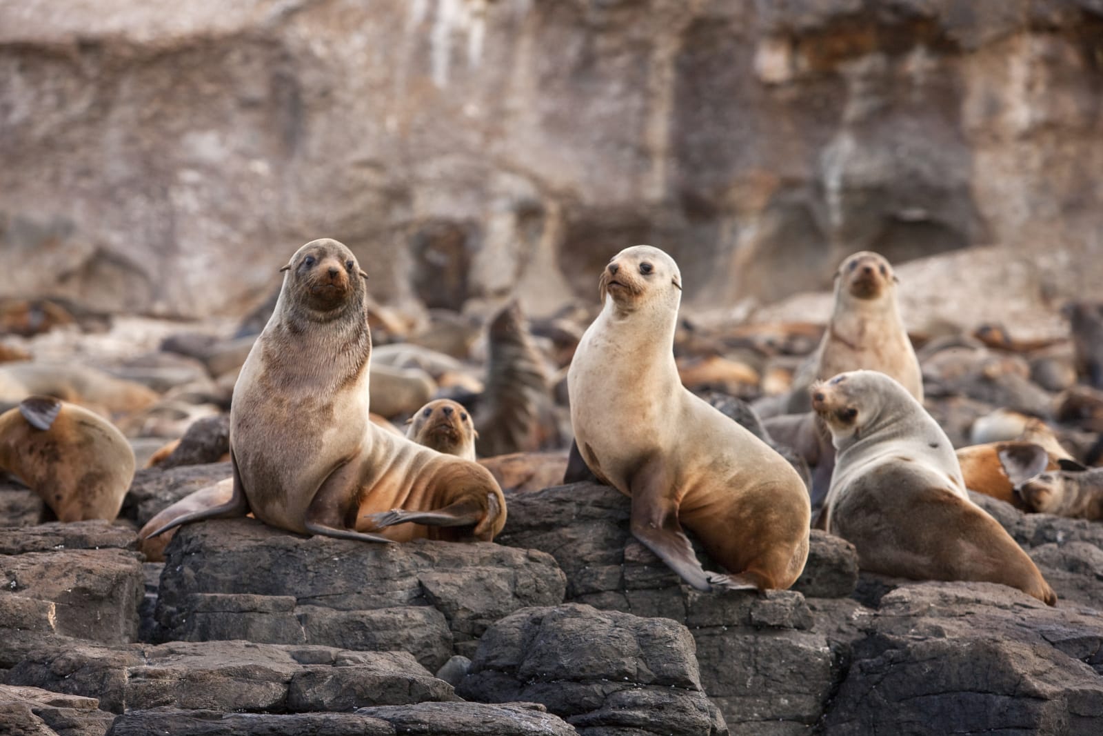 Seals on rocks, Phillip Island