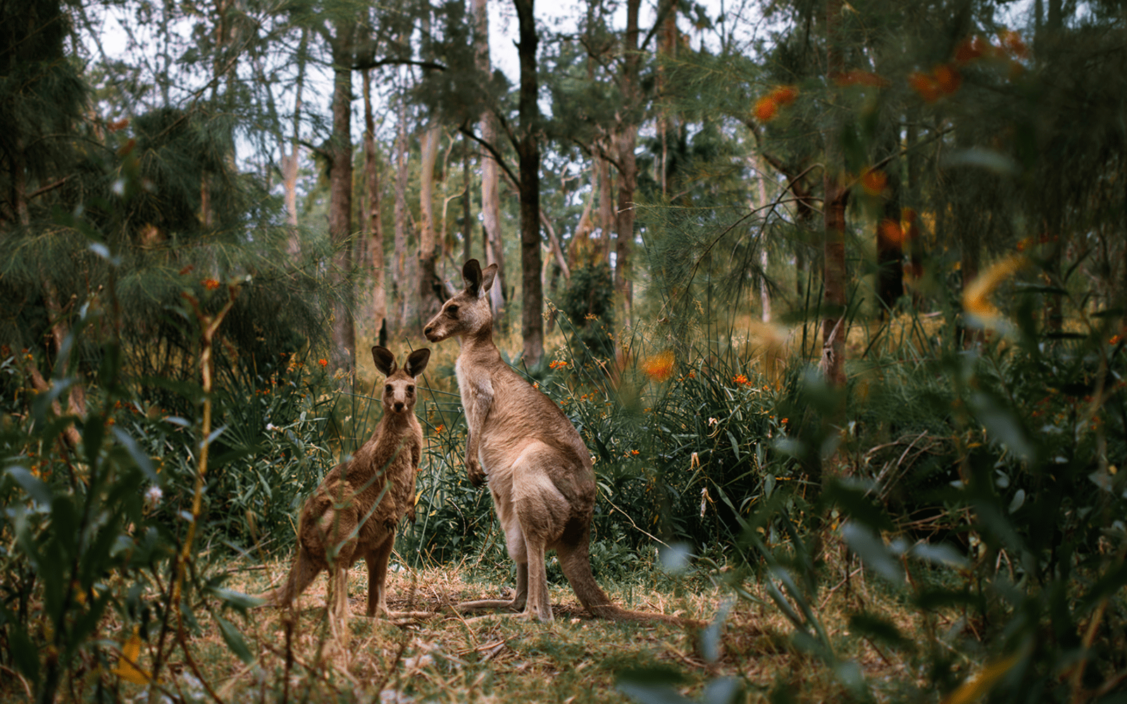Kangaroo in bushland Australia