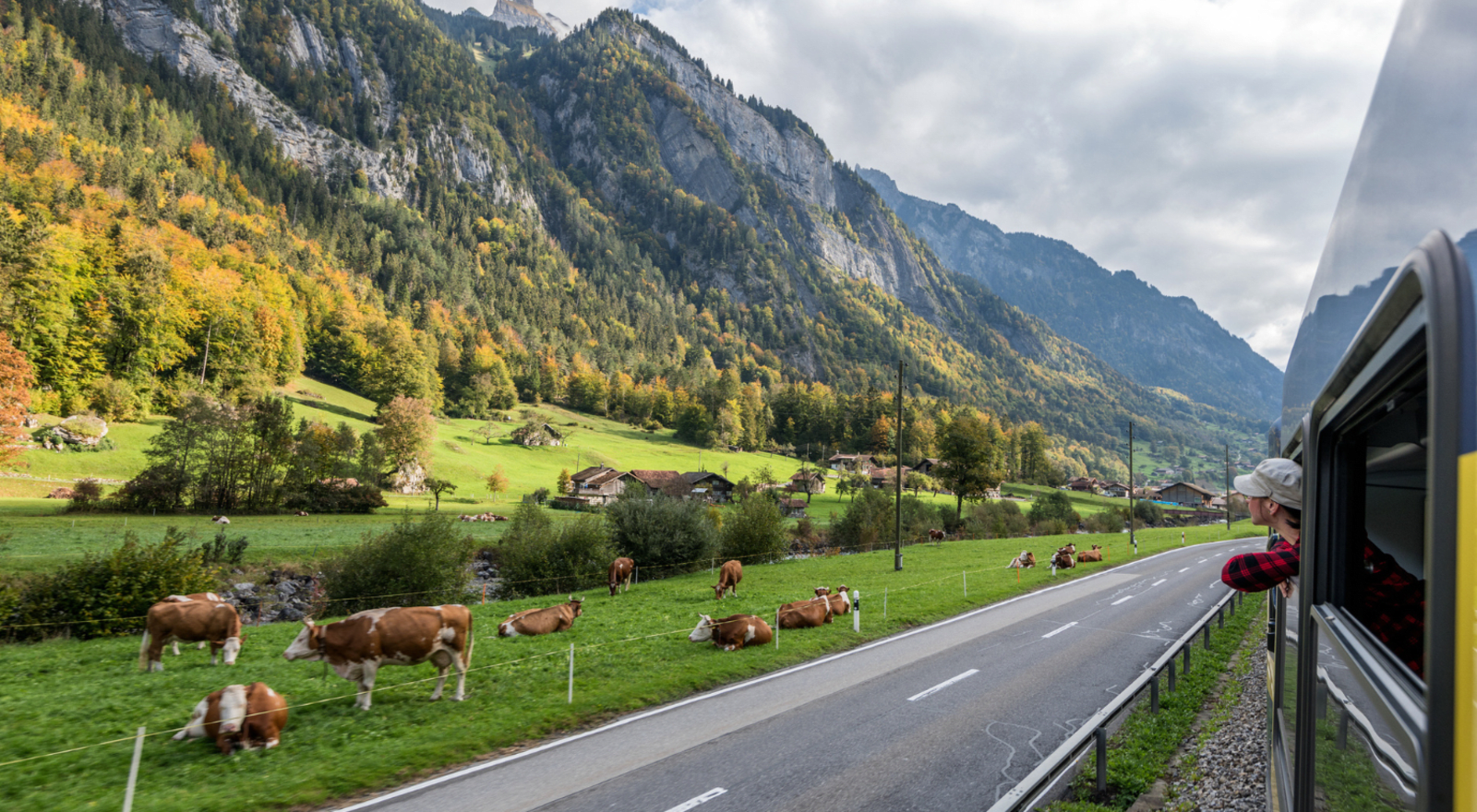 person looking out of train window as it drives past field of cows