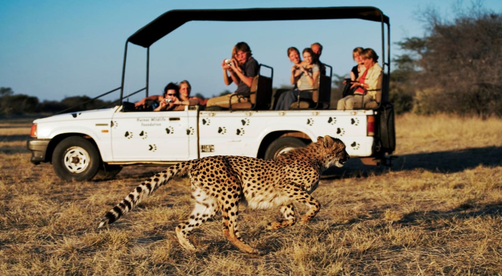 cheetah running past car full of people on a safari