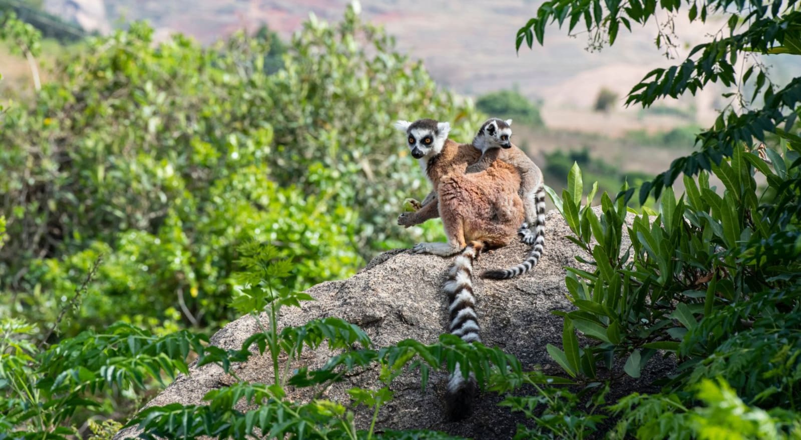 lemurs sitting on rock in jungle