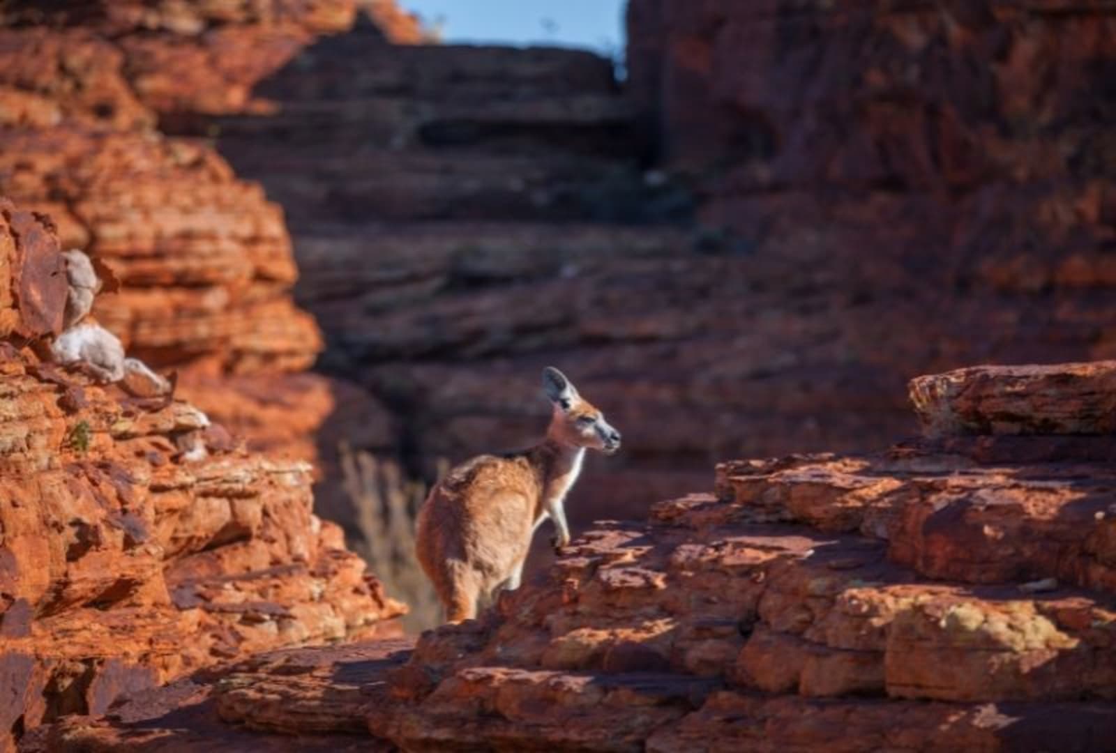 Kangaroo in Alice Springs