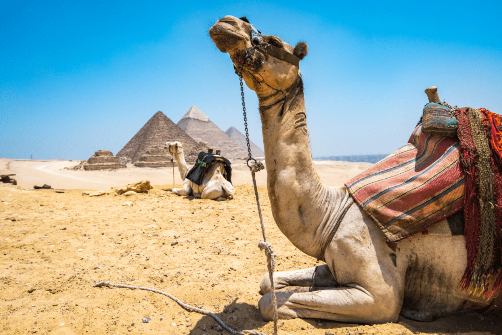 A camel resting near the pyramids in Egypt