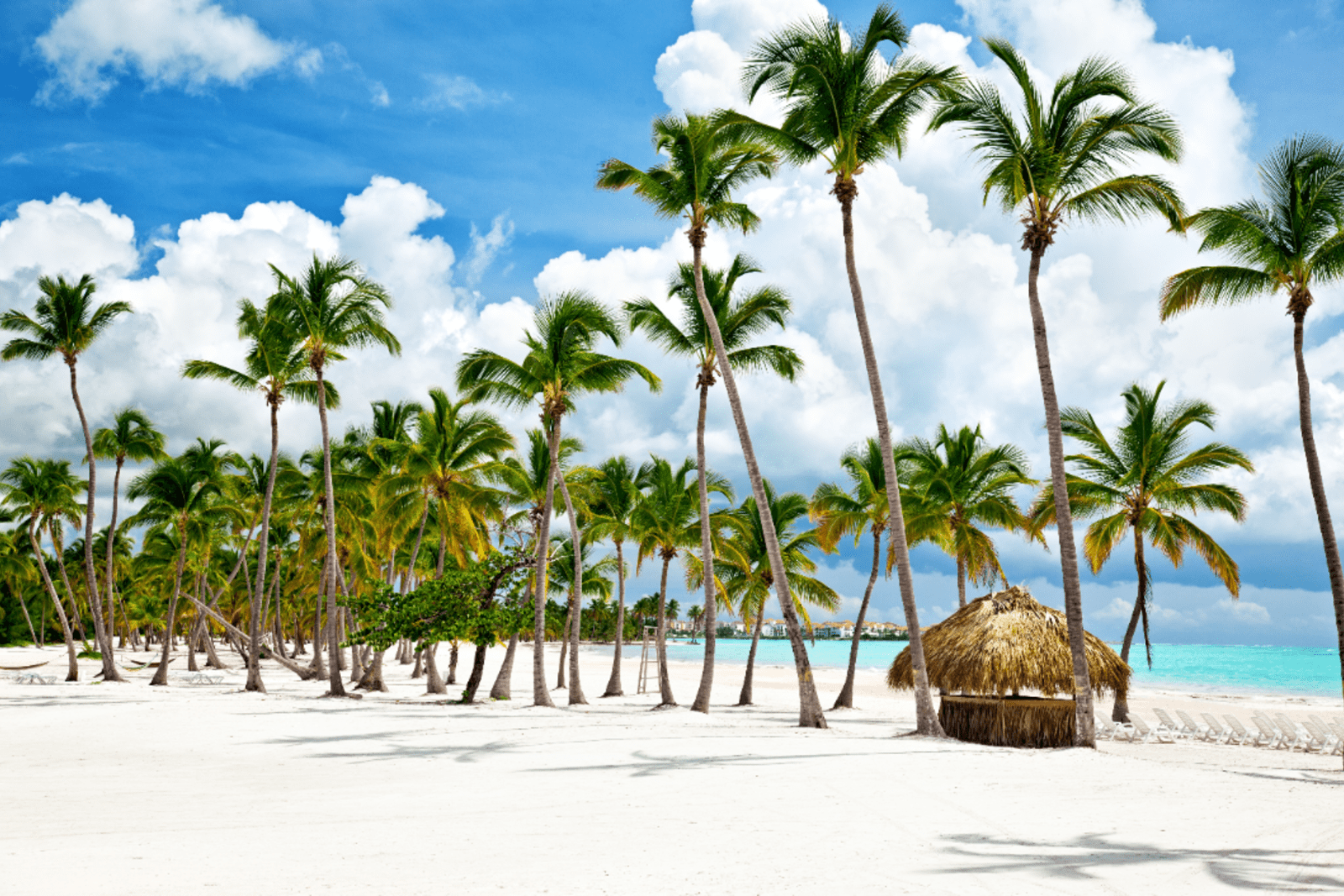 Palm trees on a beach in the Dominican Republic