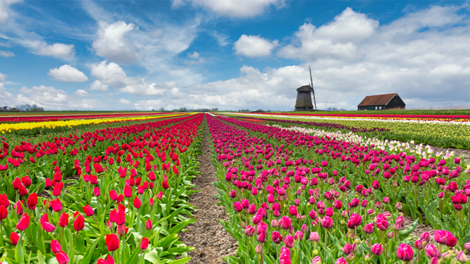 Fields of tulips in Amsterdam, with a windmill in the background