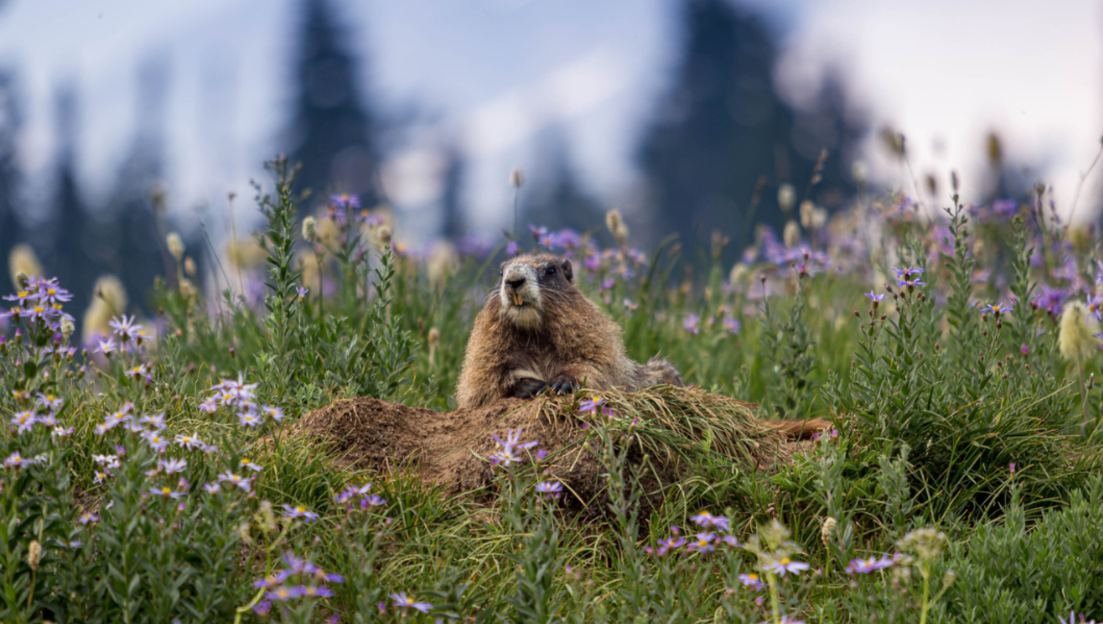 Groundhog leaning on log in meadow with purple flowers 