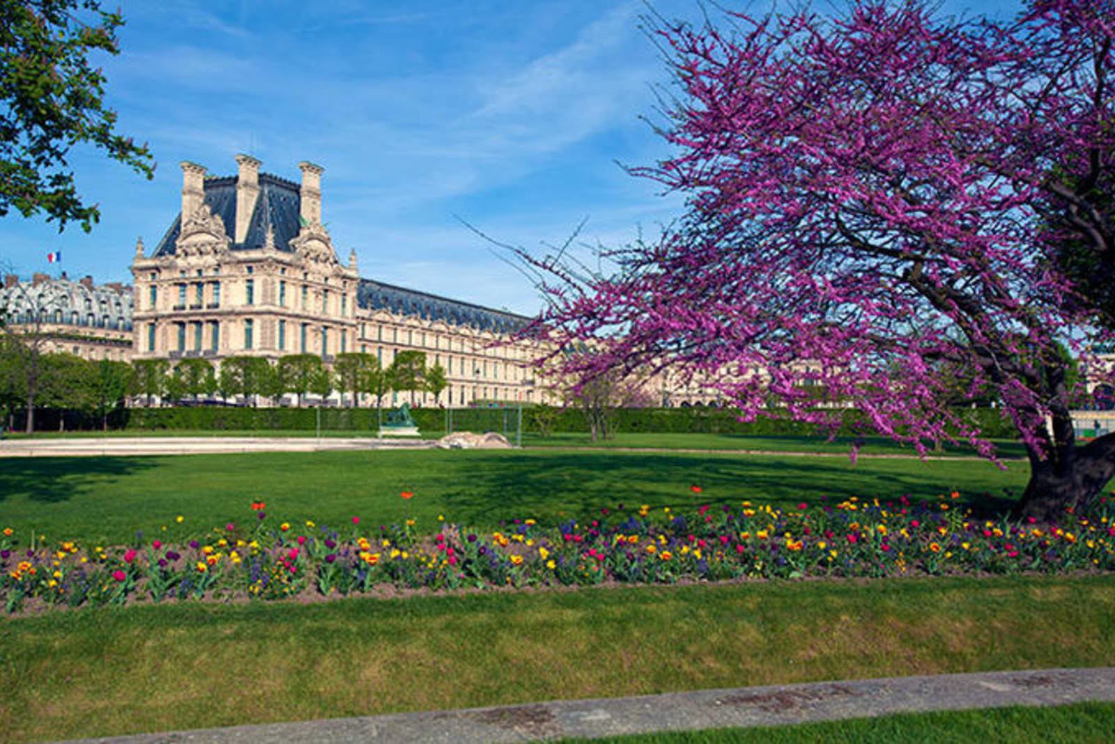The Tuileries garden in paris - multicoloured flowers alongside a tree in bloom with deep purple flowers