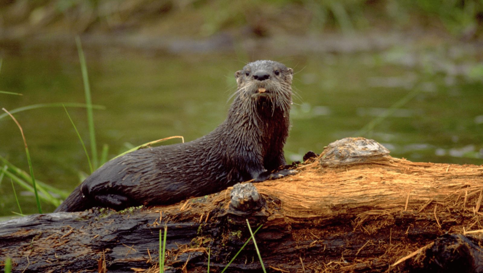 otter sits on log in a lake 