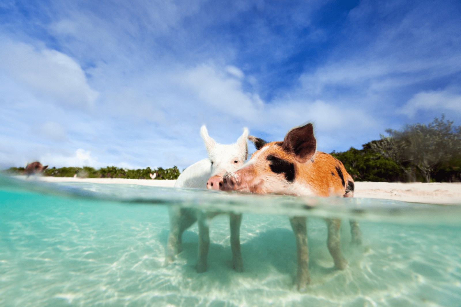 Pig Beach is a popular attraction in The Bahamas