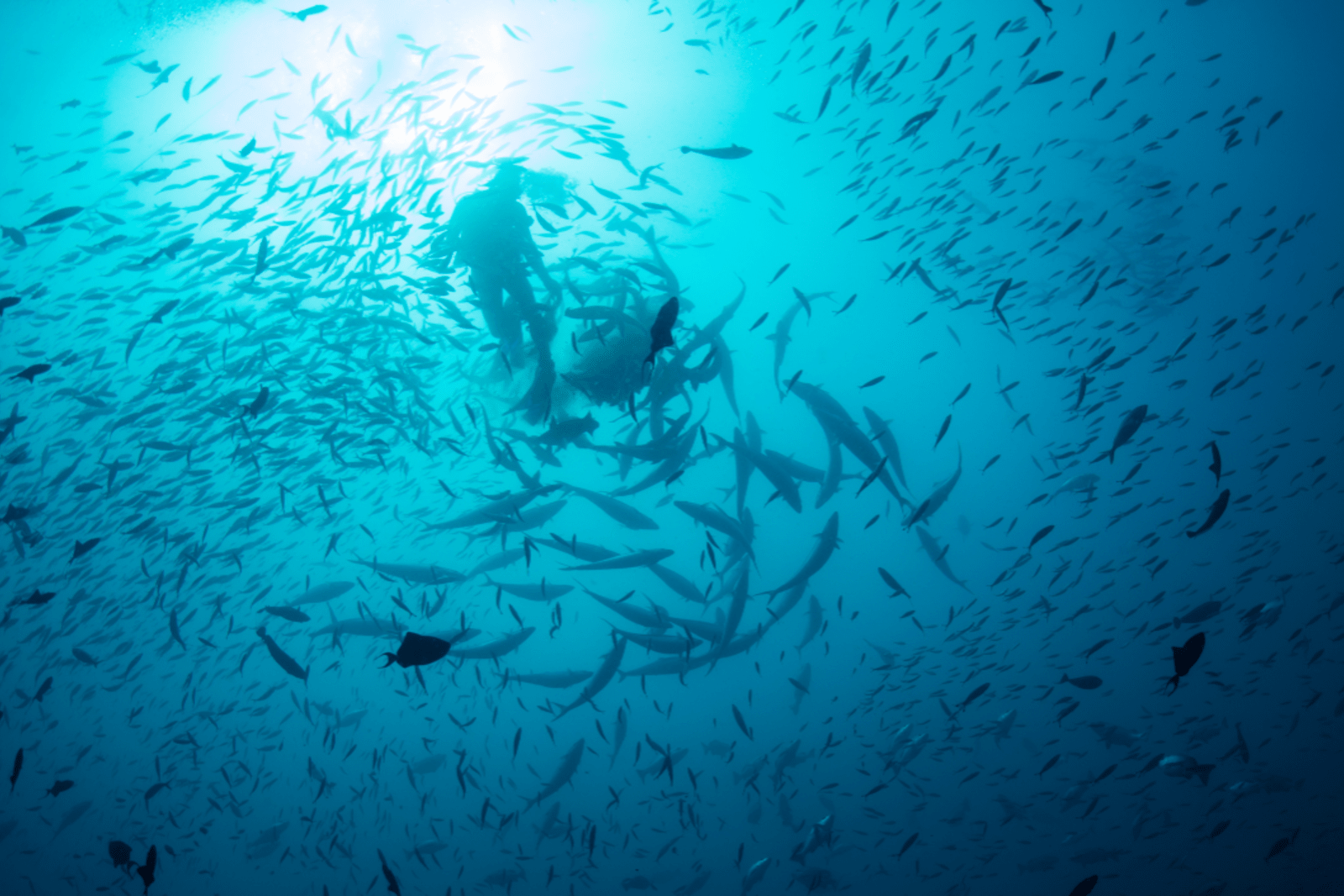 Fish surround a scuba diver during a shark feed in Fiji