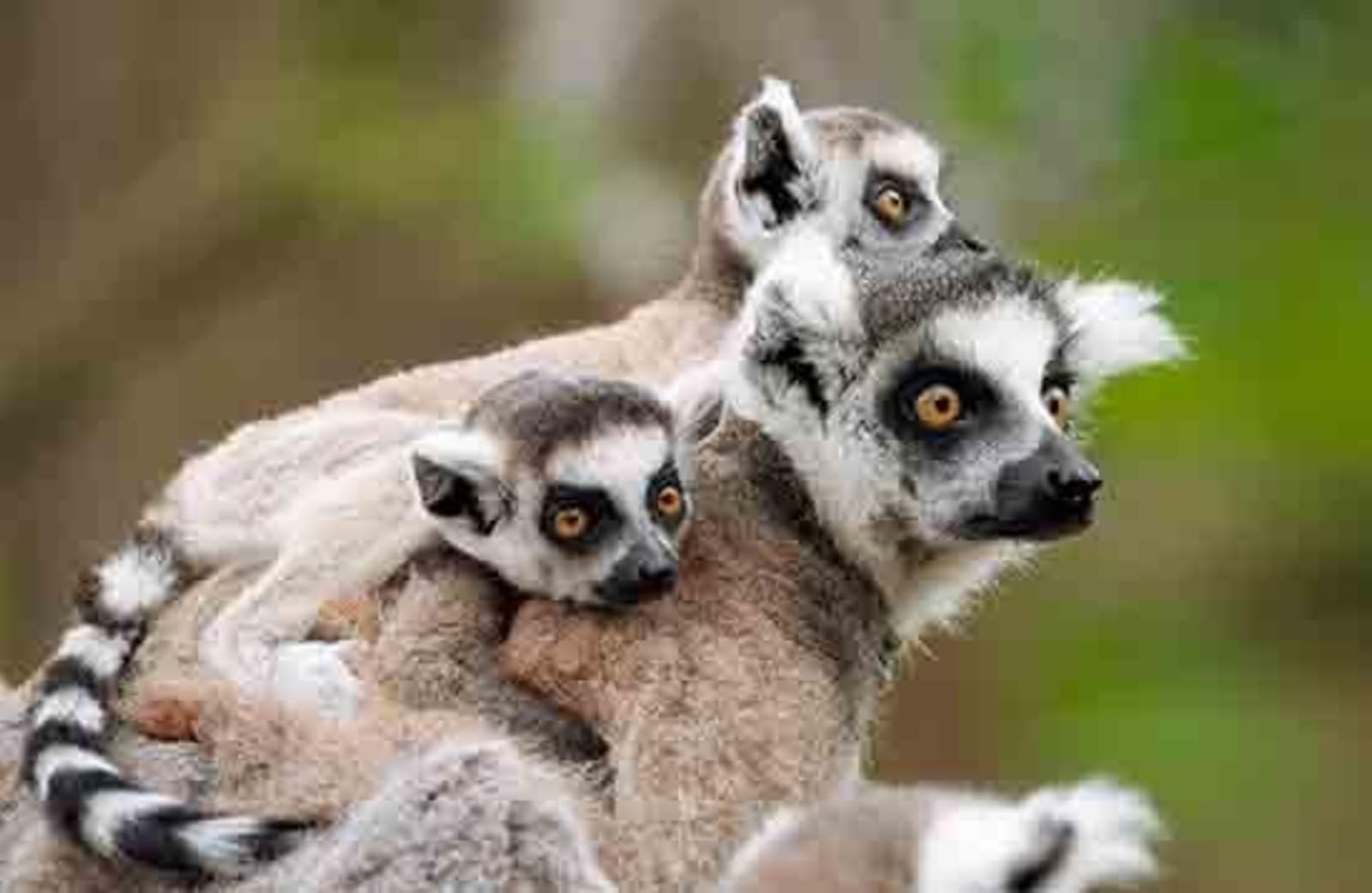 1a-lemurs-madagascar1.jpg